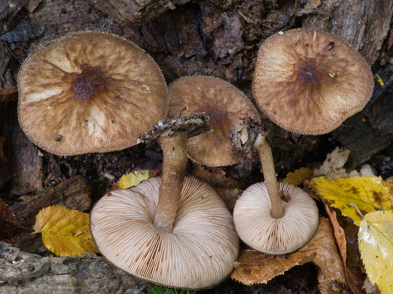 Pluteus umbrosus